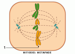 metafase